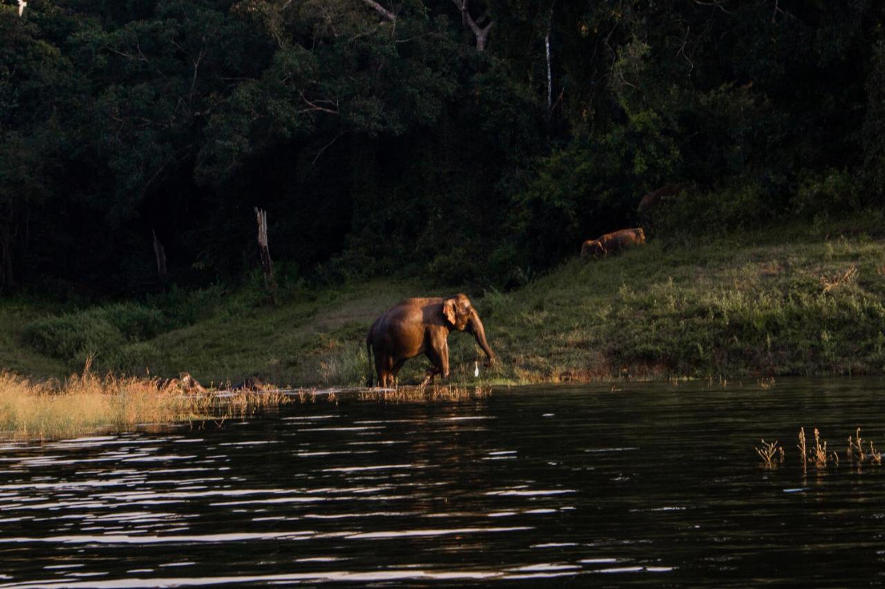 Wild Glamping Gal Oya Hotel Galgamuwa  Eksteriør billede